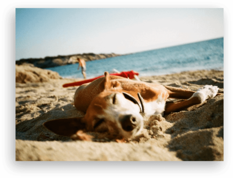 Das Bild zeigt einen Hund am Strand und dient als Beitragsbild für das Website-Thema: „Reiseplanung und Reiseberatung im Reisebüro Strausberg“.